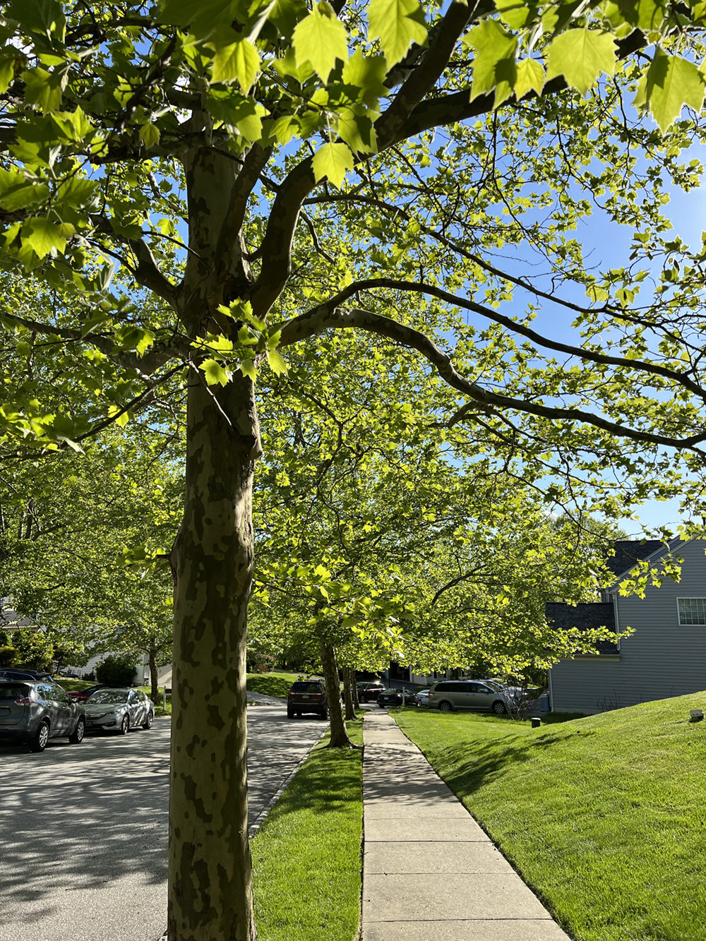 Street tree in Eagle Hunt